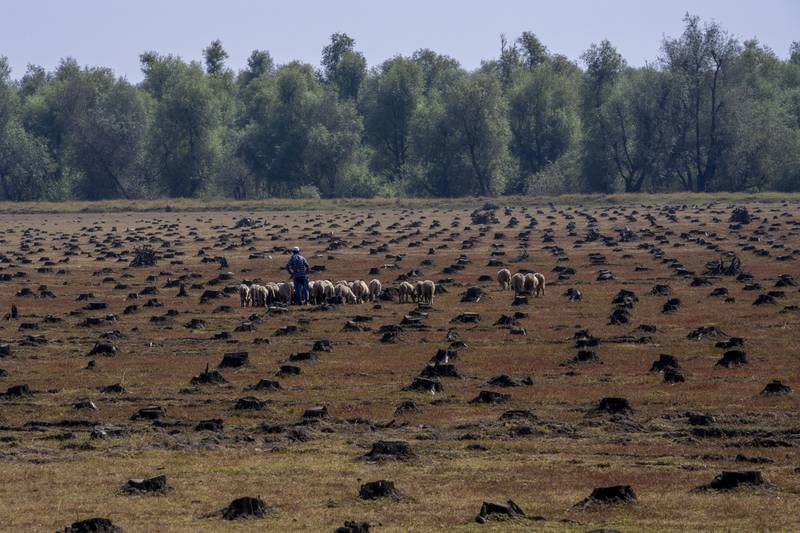 A Kashmiri shepherd with his flock in a field where willow trees were chopped down.