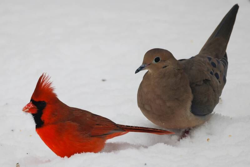 Birds search for food as snow blankets the suburbs of Washington. Reuters