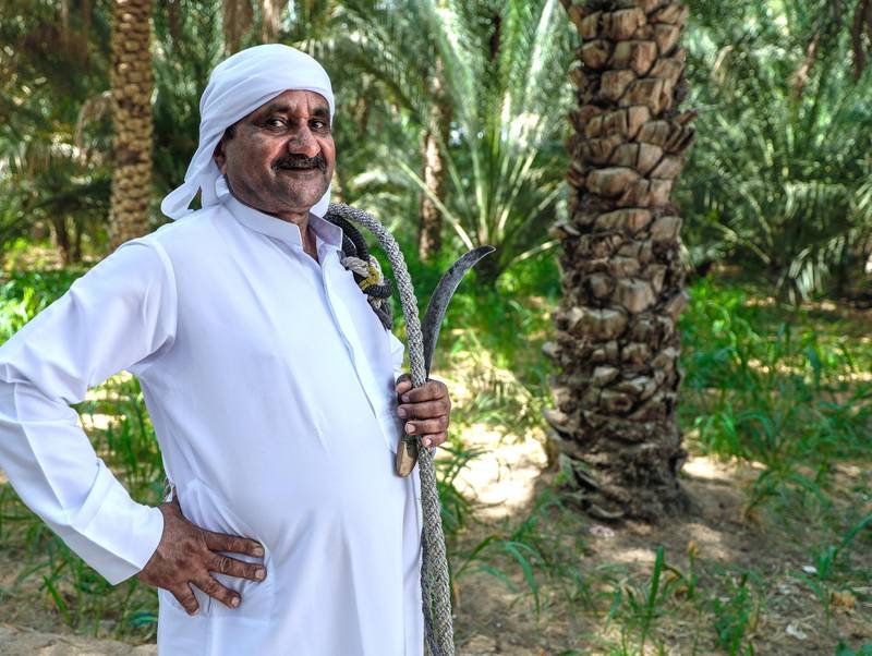 Al Ain, United Arab Emirates, October 7, 2019.  Weekend – photo essay Discovering agricultural practices at Al Ain Oasis: there’s a new programme that introduces visitors to the UAE’s plant species, crops and agriculture professions running throughout October and November.-- Mr. Ali, a date farmer is 60 years old and can still climb trees using the traditional climbing harness called, "habool".Victor Besa / The NationalSection:  WKReporter:  Katy Gillett