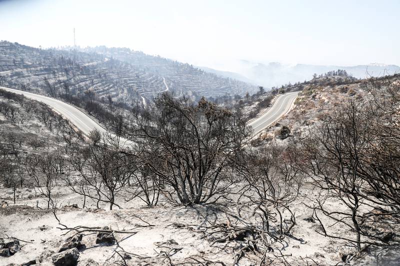 A burnt area is seen following a wildfire near the Israeli Kibbutz of Tzuba on the outskirts of Jerusalem.