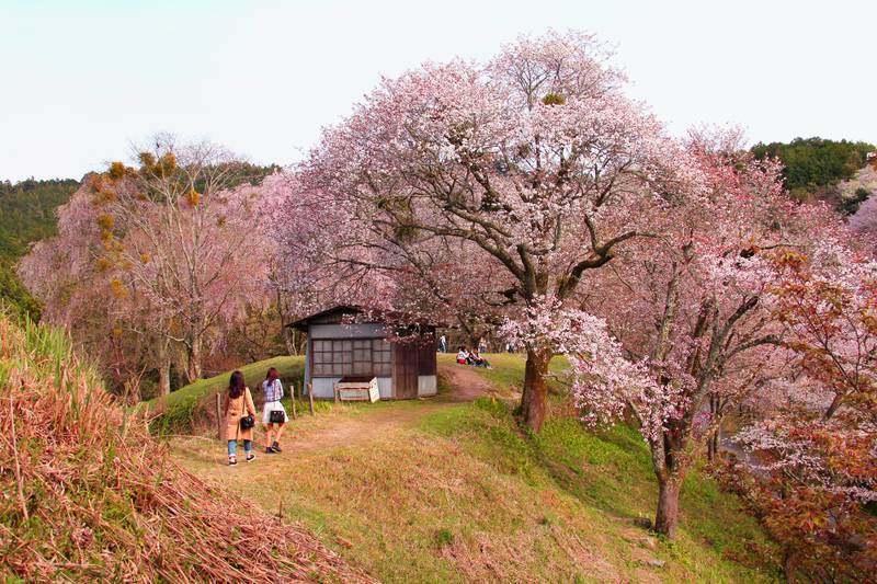 Cherry blossoms on Mount Yoshino. Photo: Unsplash