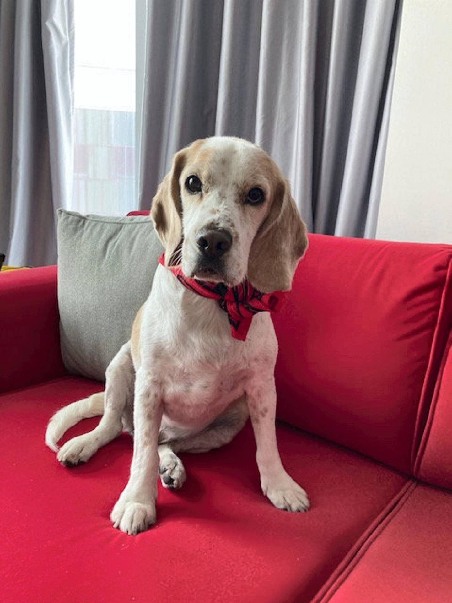 Your pooch can perch comfortably at Radisson RED Dubai Silicon Oasis. 