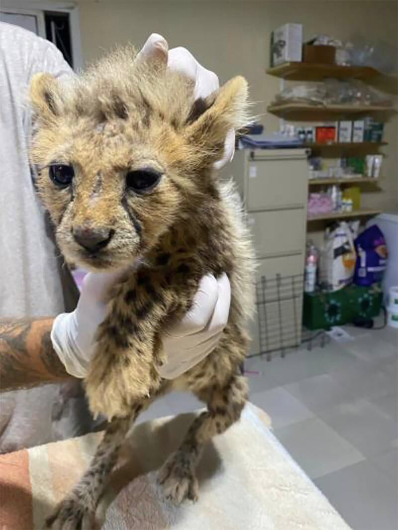 One of 10 cubs rescued by Somaliland Police, MoERD and CCF on October 17, 2020, the last time cheetah cubs were intercepted from the illegal wildlife trade in Somaliland. The cub was found with an ulcerated nose, facial abrasions and a poor coat due to severe malnutrition. Photo: Cheetah Conservation Fund