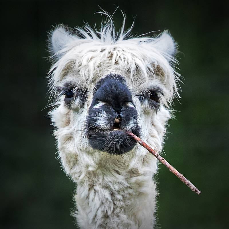 All Other Animals Category winner: 'Smokin' Alpaca' by Stefan Brusius from Germany.