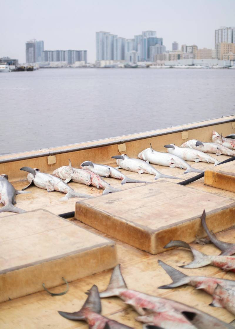 AJMAN, UNITED ARAB EMIRATES. 12 APRIL 2020. Sharks auctioned at Ajman Fish Market’s auction.(Photo: Reem Mohammed/The National)Reporter:Section: