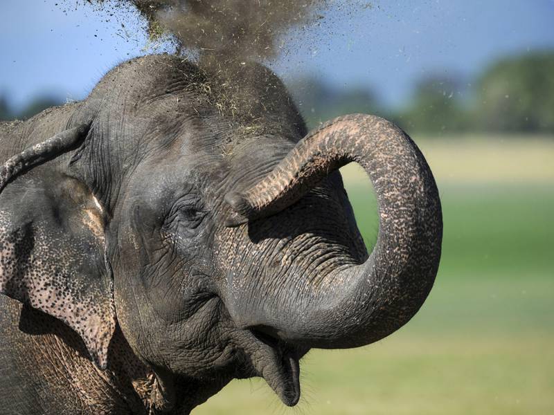 A Sri Lankan elephant blows dirt over its head at a wildlife sanctuary in Minneriya on August 12, 2011. Sri Lanka began surveying its wild elephant population living in national parks as part of a conservation drive to protect the dwindling animals. The island's elephant population has dwindled to some 4,000 from a high of 12,000 recorded in 1900s, according to the Department of Wildlife Conservation. The two-day survey ends on August 13. AFP PHOTO/Ishara S. KODIKARA
 *** Local Caption ***  596606-01-08.jpg
