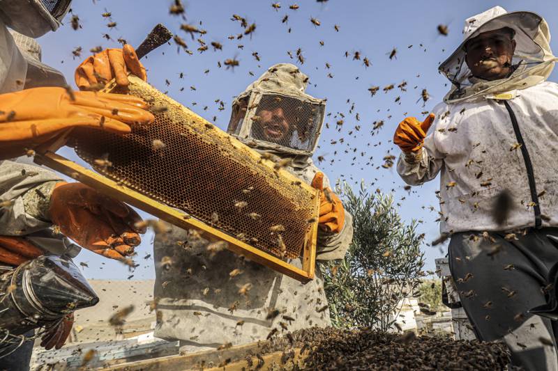 Palestinian beekeepers collecting honey from beehives in Khan Yunis.