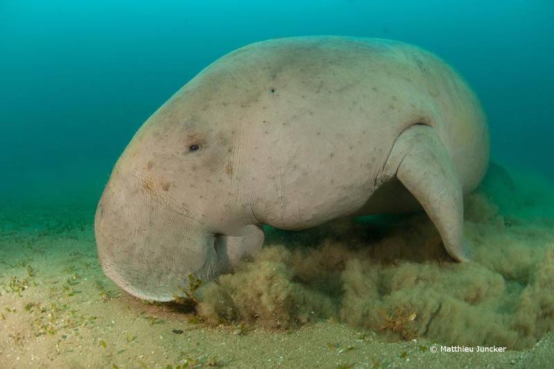 Dugongs are found off the coasts of 40 countries. Courtesy Matthieu Juncker / Mohammed bin Zayed Species Conservation Fund
