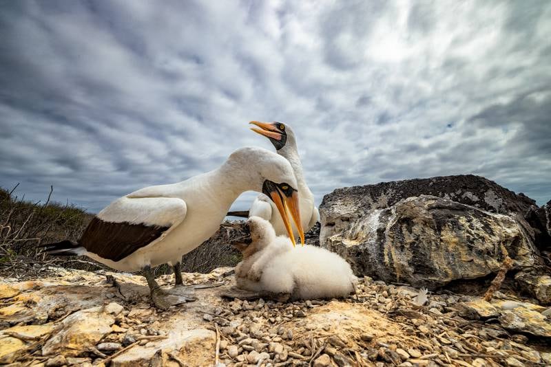 The overall competition winner is this image of Nazca boobies. Courtesy Galapagos Conservation Trust / Leighton Lum