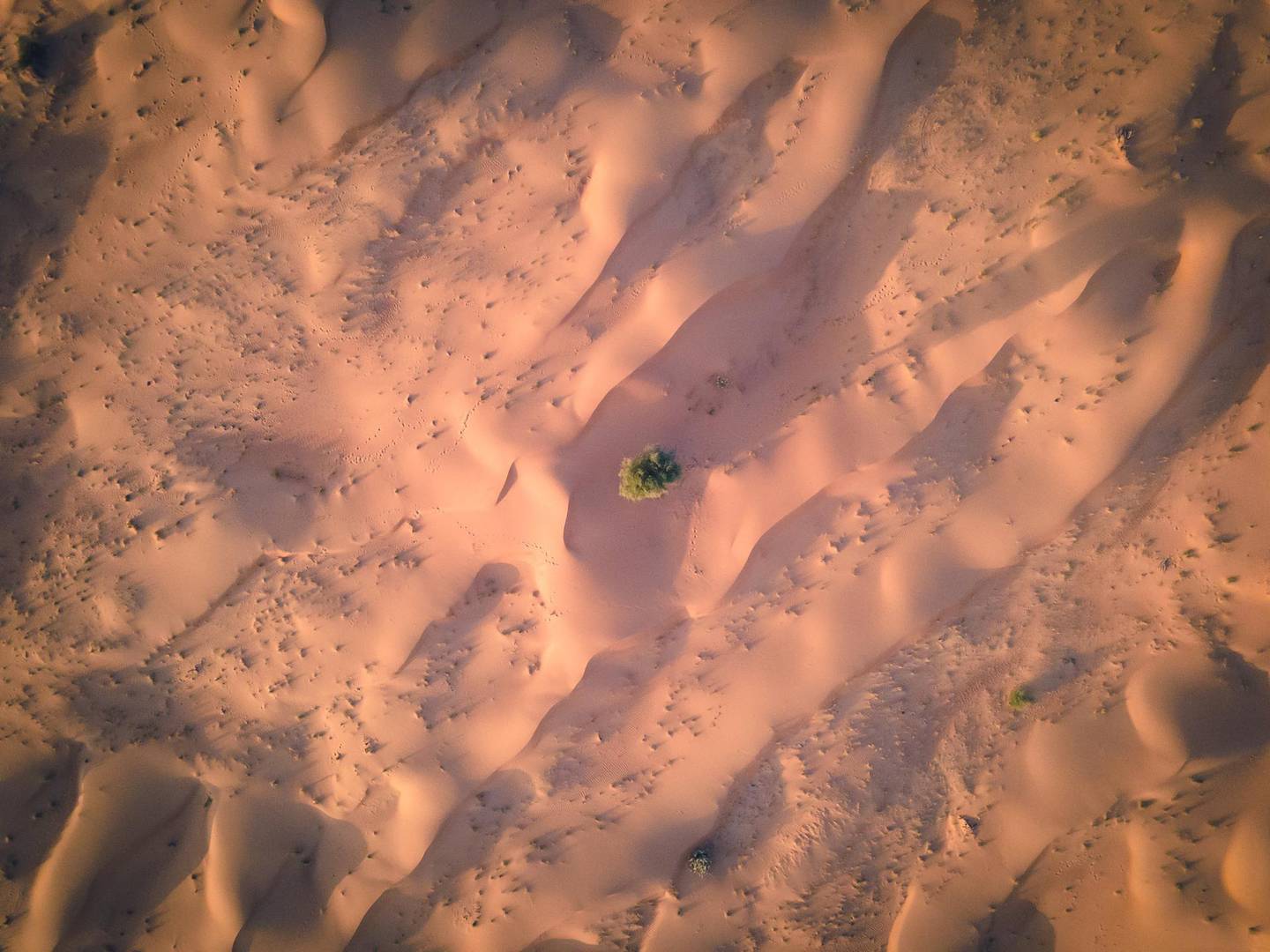 Untouched dunes in Sharjah's Suwaydan Desert. Courtesy Florian Kriechbaumer