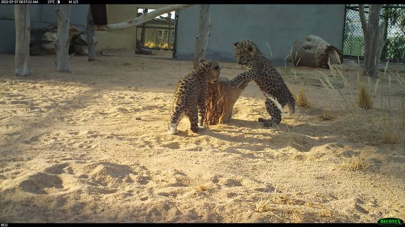 The Arabian leopard is the smallest member of the leopard family. Its top weight of about 30kg is half that of its African cousin.