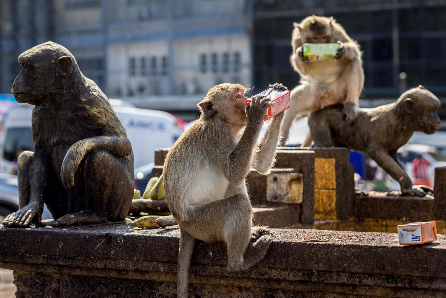 Macaque monkeys drink from juice cartons in Bangkok, Thailand. AFP