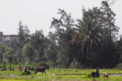 Egyptian farmers flatten soil using horses to prepare the land for growing rice near Sharqia, on the agricultural road which leads to the capital city of Cairo. Reuters