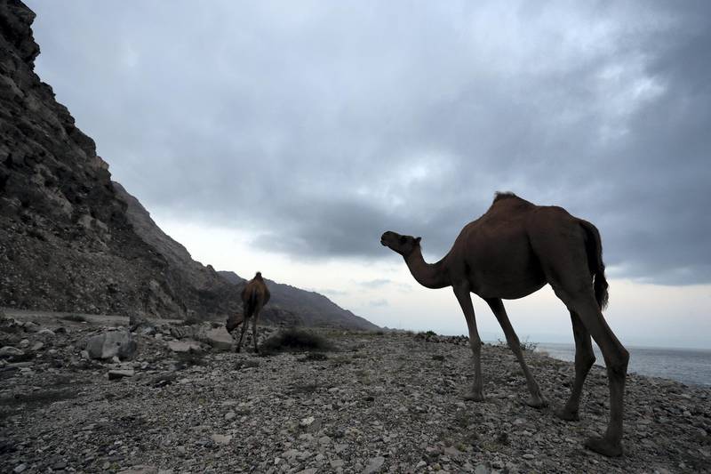 Dhofar, Oman - September 28, 2018: The modern south Arabian language of Bathari is spoken by 12 people from the remote region around Shuwaimiyyah, 300 km west of Salalah. Friday, September 28th, 2018 in Between Salalah and Shuwaimiyyah, Oman. Chris Whiteoak / The National