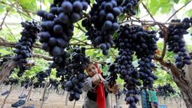 Egyptian farmers harvest grapes - in pictures