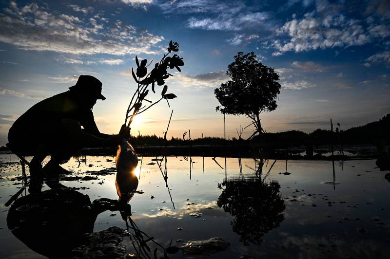 A man plants mangroves at Pekan Bada in Indonesia's Aceh province. AFP
