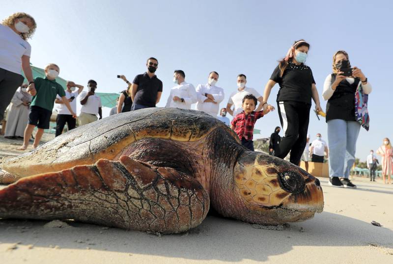 Around 30 turtles released into the sea on World Sea Turtle Day at the Jumeirah Al Naseem beach in Dubai on June 16,2021. Pawan Singh / The National. 