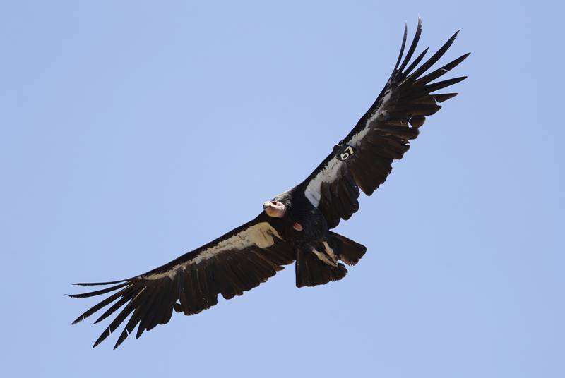 A California condor takes flight in the Ventana Wilderness east of Big Sur, California. The San Diego Zoo is studying 'virgin births' of the species. AP
