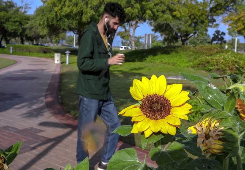 Abu Dhabi has added parks and landscaping to make the city green. The Emirates-Netherlands Sunflower Walkway, in the capital’s Corniche, is one such area. Victor Besa / The National
