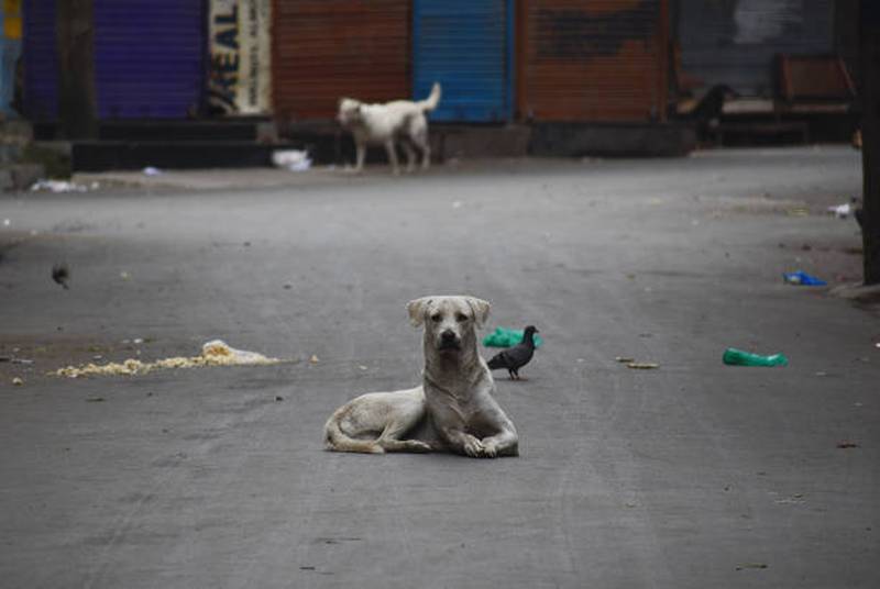 A stray dog in Srinagar, Kashmir. Experts blame dog attacks on failed sterilisation programmes. Getty
