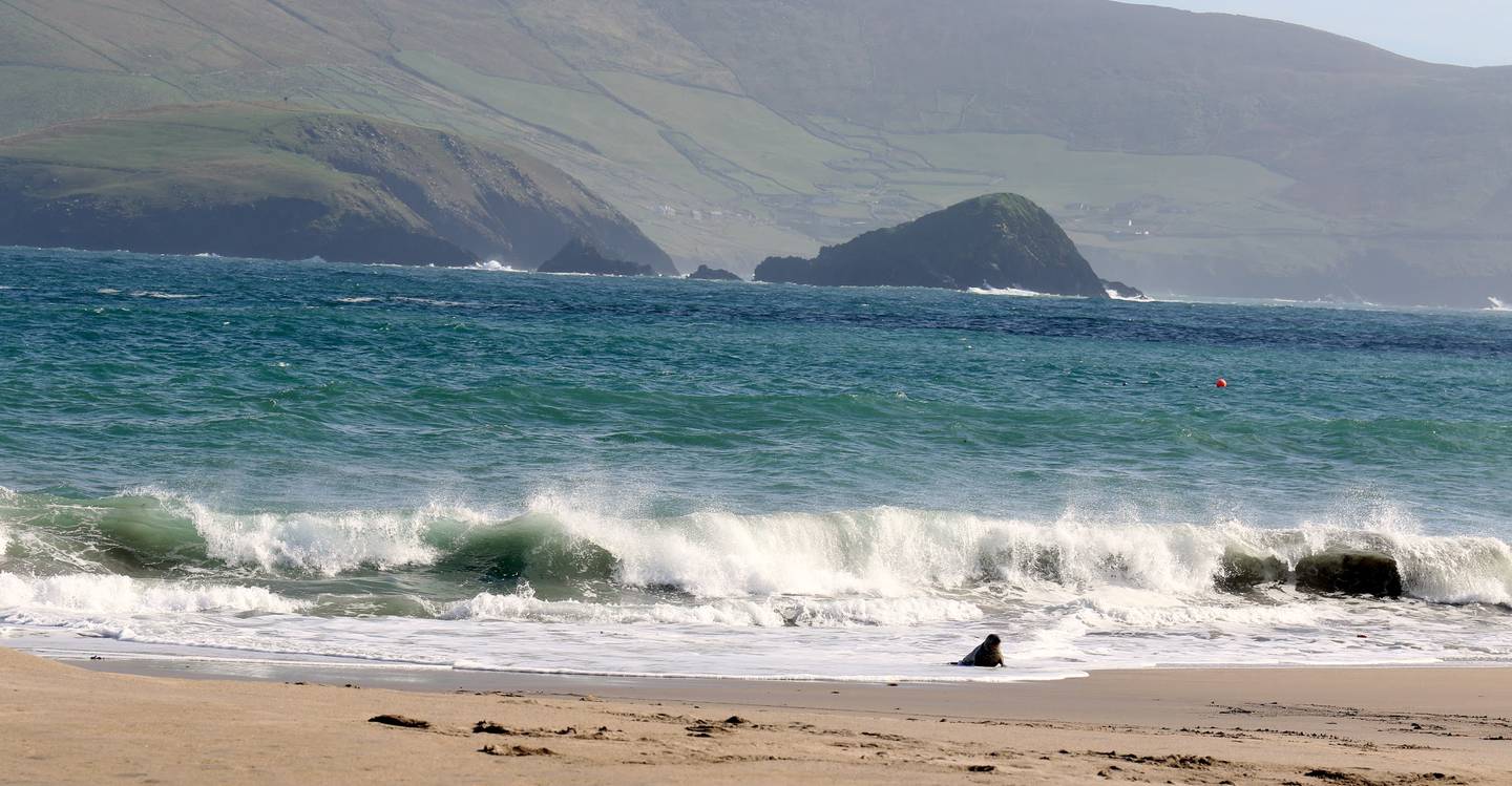 A seal on the shoreline of Great Blasket Island, one of few regular visitors to the Irish island during the pandemic. Tourism Ireland