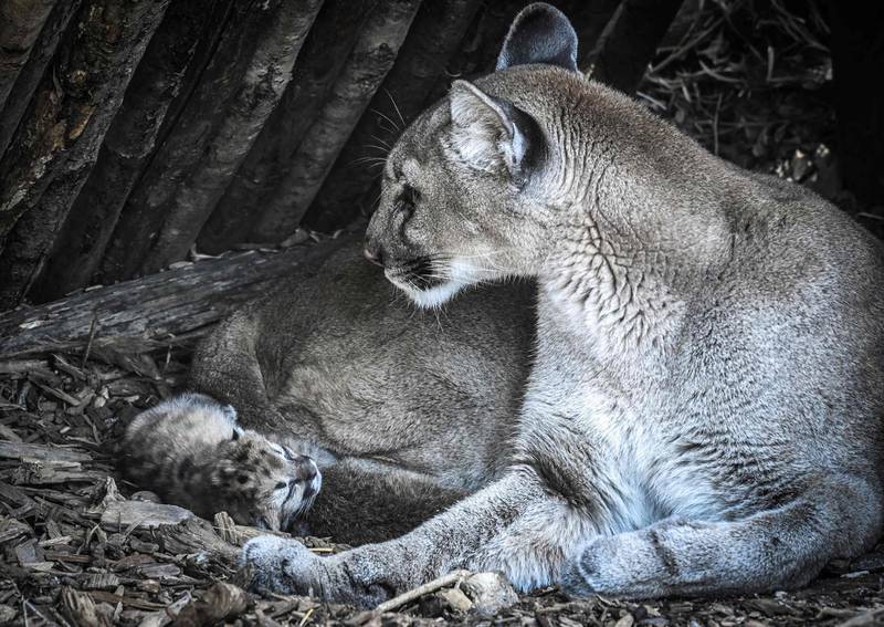 A newly born puma is seen with its mother Maeli at Paris' zoological gardens.   AFP