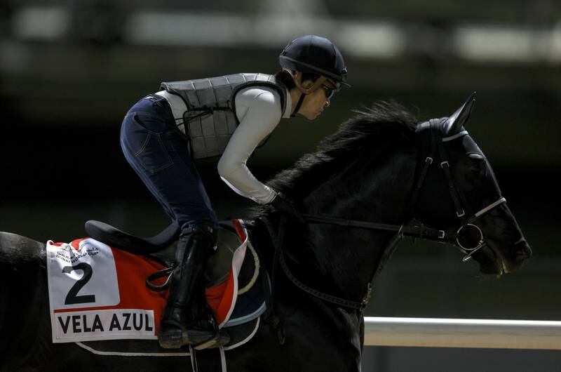 A jockey rides Vela Azul from Japan during preparations for the Dubai World Cup. 