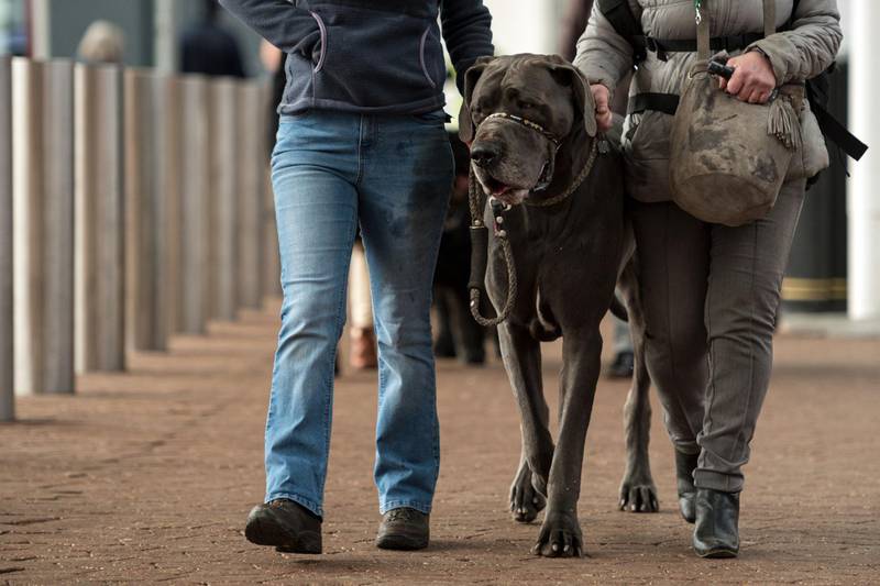 People arrive with a Great Dane dog on the third day of the Crufts dog show at the National Exhibition Centre in Birmingham, central England.  AFP