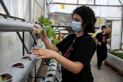 Residents of Aida refugee camp, which is in the occupied West Bank, created the rooftop garden in 2014.