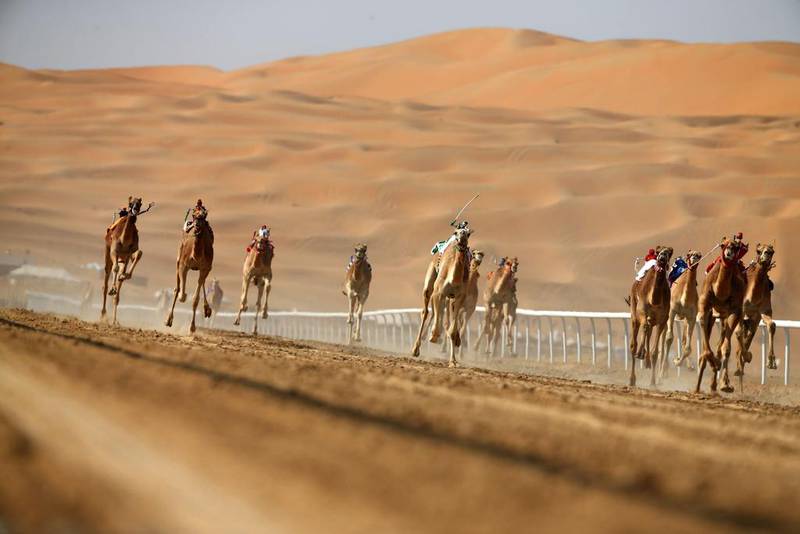 Camels compete during the Liwa 2016 Moreeb Dune Festival on January 5, 2016, in the Liwa desert, west of Abu Dhabi. Karim Sahib / Agence France-Presse 

