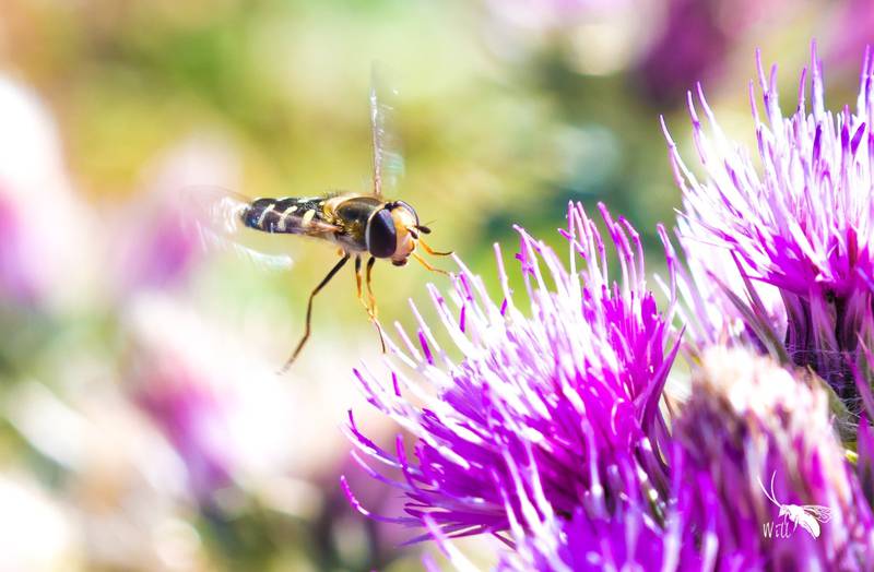 Intensive agriculture, pesticides, commercial forestry, urban development and climate change have been identified as the main threats to hoverflies. PA
