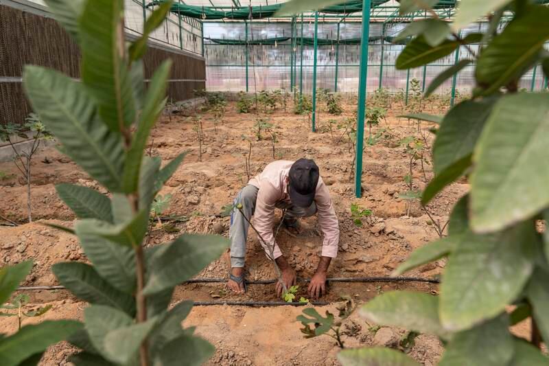 A fig farm in Ras Al Khaimah is using breathable sand, a technology that can boost farming in the desert. All photos: Antonie Robertson / The National