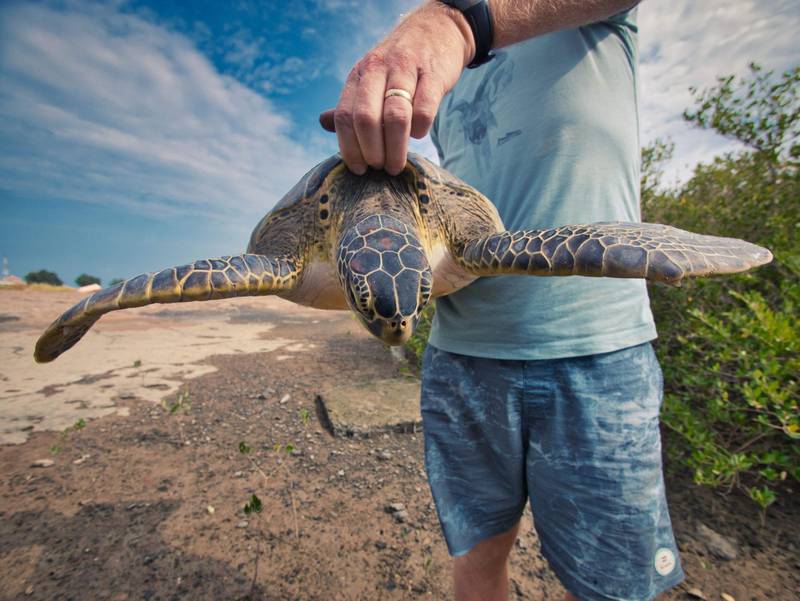 An environmentalist holding a green sea turtle before releasing it into the sea. Courtesy Sharjah Environment and Protected Areas