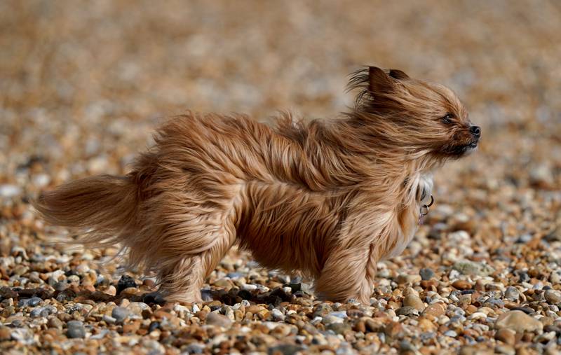 Izzy, a five-year-old Chorkie, battled against strong winds on the beach in Folkestone, Kent, as the UK got off to a blustery start on Monday. PA