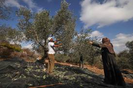 Israeli settlers attack activists planting olive trees in West Bank