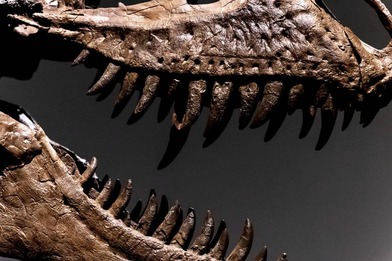 Sotheby's described the skeleton as 'one of the most valuable dinosaurs to ever appear on the market.' AP
