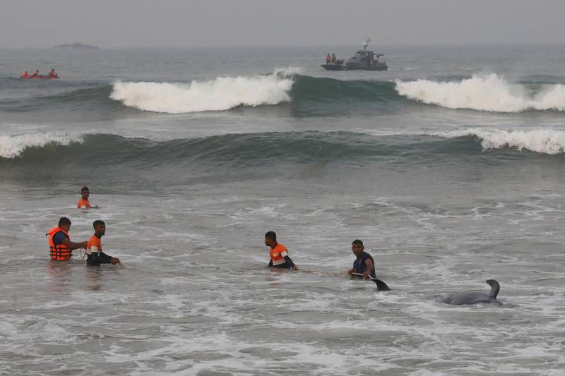 Sri Lankan volunteers try to push back a stranded short-finned pilot whale at the Panadura beach, 25 km south of the capital Colombo on November 2, 2020.  EPA