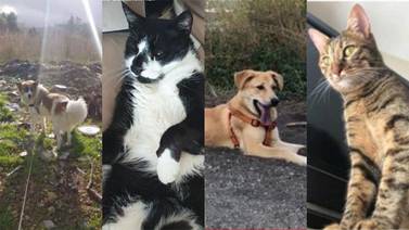 Pets who went missing during the Beirut explosion. Animals Lebanon