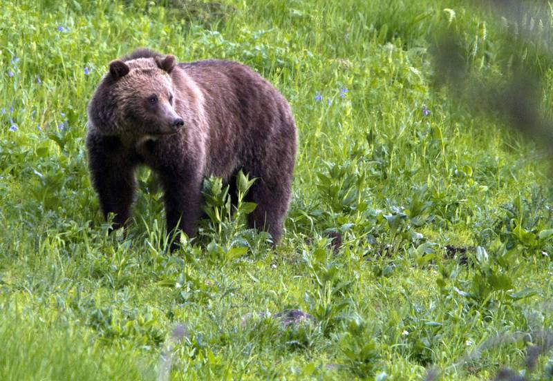Brown bears used to roam widely across the US. Now they are found only in Alaska, Washington, Idaho, Montana and Wyoming. AP