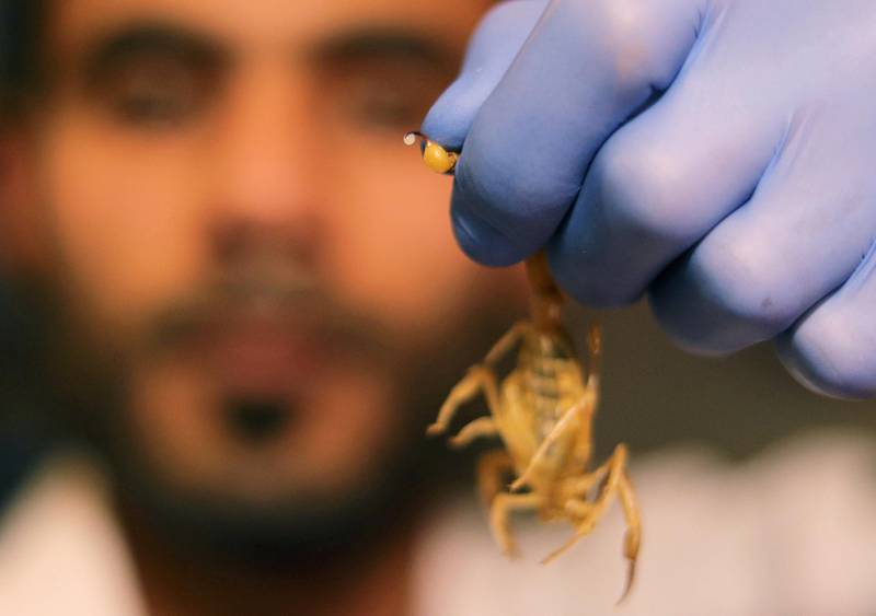 Mohamed Hamdy Boshta holds up a scorpion at his company, Cairo Venom Company, a project which houses thousands of scorpions in various farms across Egypt. Scorpions are hunted on Egyptian deserts and shores to extract their prized venom for medicinal use. REUTERS