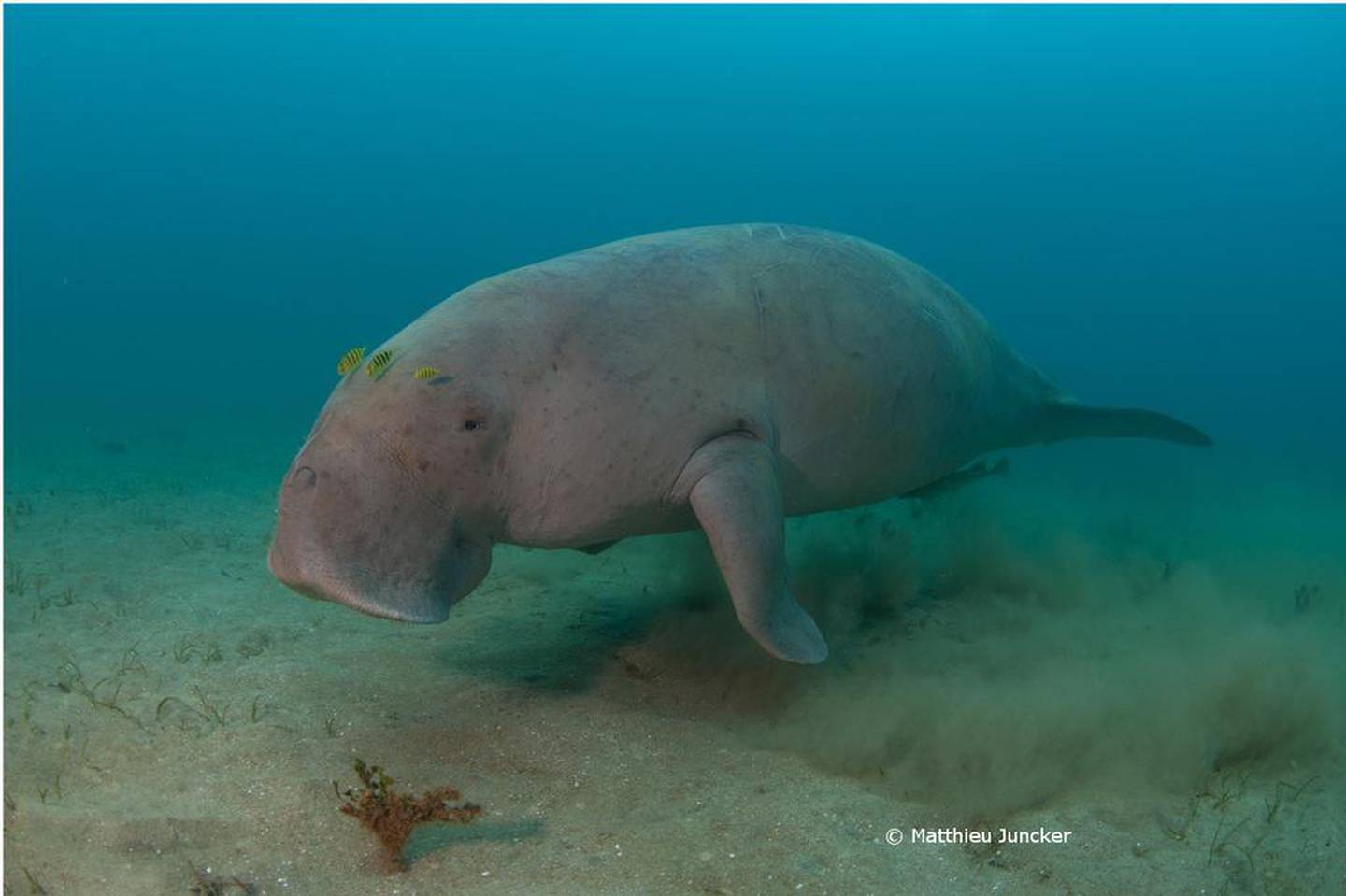 Dugongs can eat up to 40kg of seagrass a day. Matthieu Juncker / Mohammed bin Zayed Species Conservation Fund