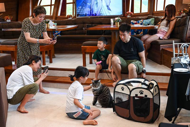 There are toys and playpens scattered around inside for cats. AFP