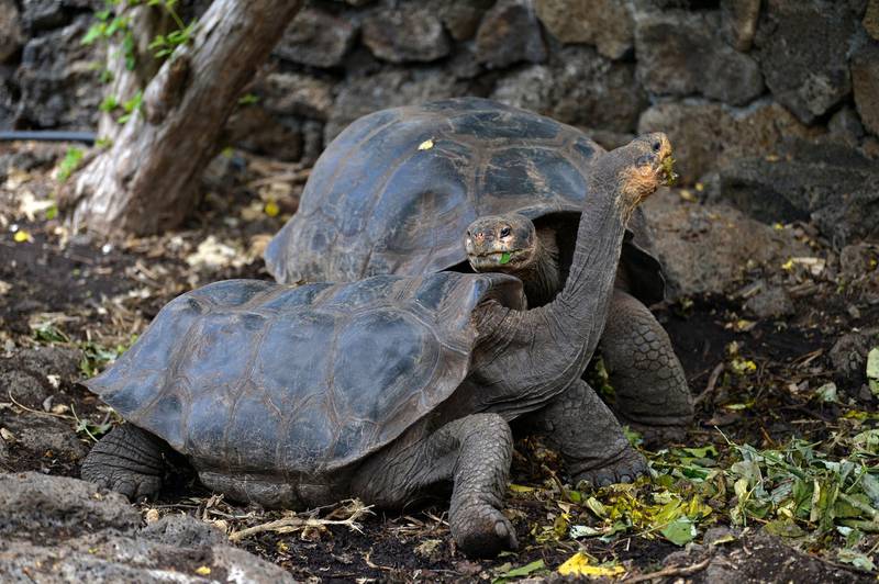 Giant tortoises are seen at a breeding centre of Galapagos National Park in Puerto Ayora, Santa Cruz Island, in the Galapagos Islands, some 900 km off the coast of Ecuador in the Pacific Ocean, on April 15, 2021. - When the coronavirus pandemic arrived in South America, human activity on the Galapagos Islands ground almost to a halt, leaving giant tortoises, iguanas and other endemic species to themselves. A four-month lockdown from February last year after COVID-19 was first detected on the continent resulted in a total hiatus for tourism and near complete shutdown of scientific activity. (Photo by Rodrigo BUENDIA / AFP)