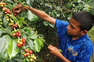 The son of a Honduran farmer, Neri Rodriguez, harvests the first ripe coffee berries on his family's property in Pena Blanca, September 25, 2009. The Honduran coffee harvest has begun amid concern that political turmoil could interrupt the key export industry through continued curfews, highway-blocking protests and border closures. Picture taken September 25. REUTERS/Sean Mattson (HONDURAS AGRICULTURE BUSINESS POLITICS) *** Local Caption ***  HON502_HONDURAS-_0928_11.JPG