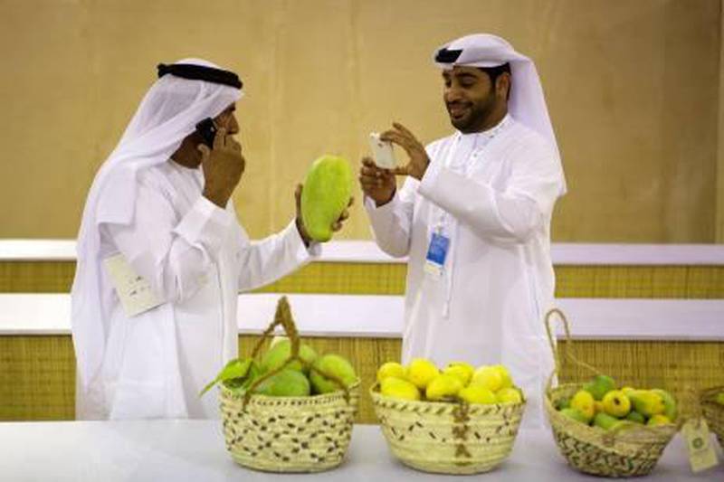 A man holds up a large mango that is to be judged in the mango category during the Liwa Date Festival in Liwa, United Arab Emirates on July 13, 2011. This year is the first for judging Mangos and Lemons during the Liwa Date Festival. Pawel Dwulit / The National