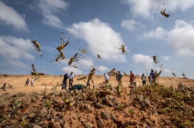 Young desert locusts that have not yet grown wings jump in the air in the semi-autonomous Puntland region of Somalia.  AP