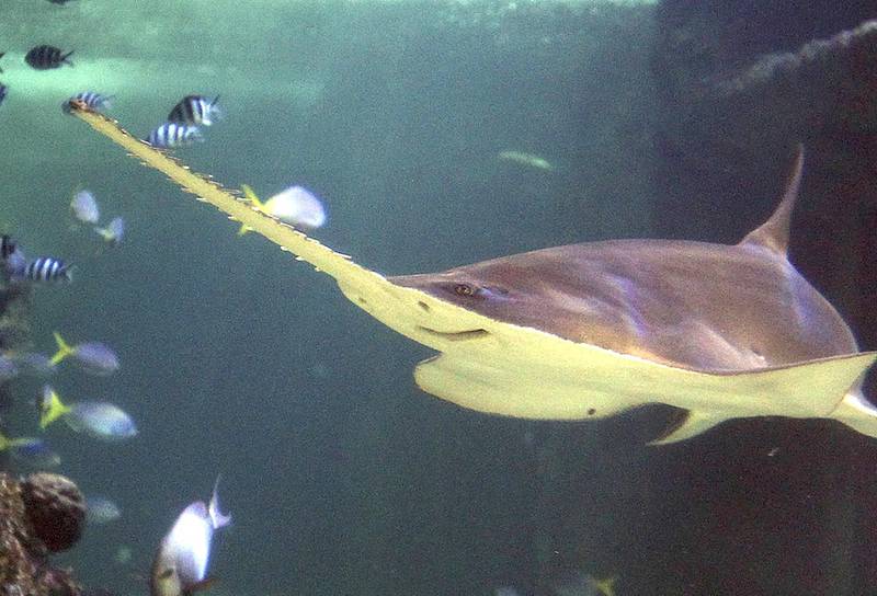 Green sawfish (Pristis zijsron)
- IUCN status: Critically endangered
- The largest sawfish, it can reach up to seven metres in length
- This coastal species has declined across its range and has become extinct from some countries. AP Photo