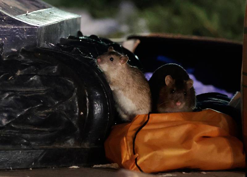 The team found they could reconstruct 95 per cent of the Christmas Island rat genome. Getty Images / AFP