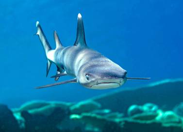 GD70NR Whitetip reef shark, Triaenodon obesus, full body view, swimming over coral reef, Maldives, Indian Ocean