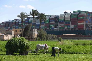 A farmer in the north-east Egyptian city of Ismailiya harvests grass for cattle in front of the Taiwan-owned 'Ever Given' container ship. AFP 